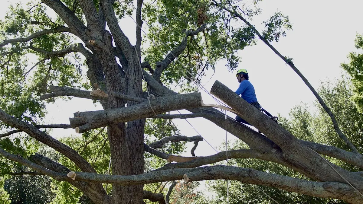 Professional Crown Thinning performed by certified arborists in Lenoxville