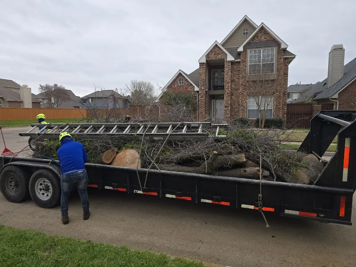 Expert Tree Removal with proper safety equipment in Lenoxville